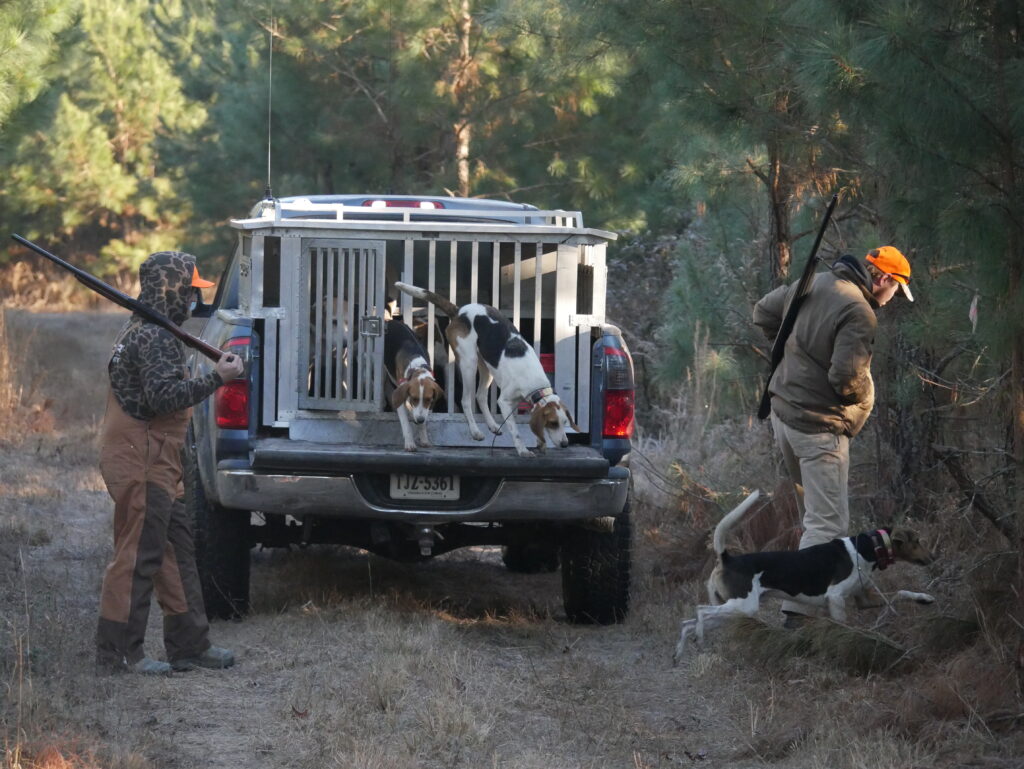 Two deer hunters dropping a pack of hounds into the woods to hunt deer.