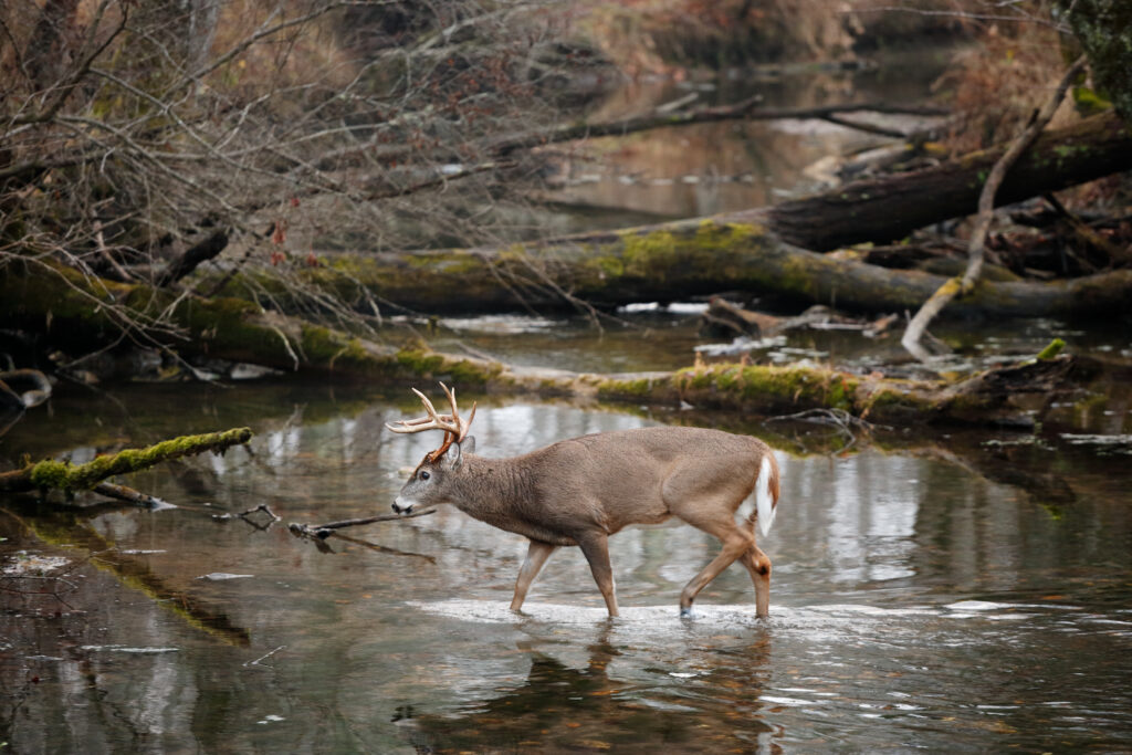 A big, mature, old white-tailed buck walking through a swamp.