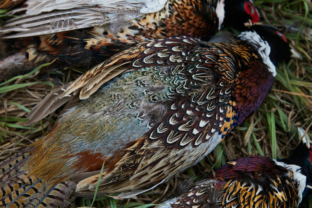 A pile of rooster ring-necked pheasants after an upland hunt.
