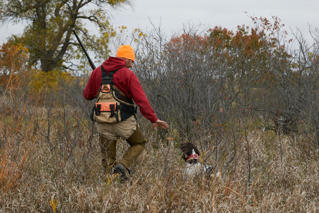 A male upland hunter in a brushy field with a German shorthaired pointer.