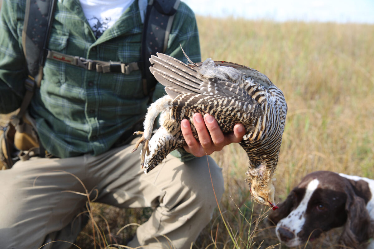 Upland hunter holding a sharp-tailed grouse with an English springer spaniel after a hunt.