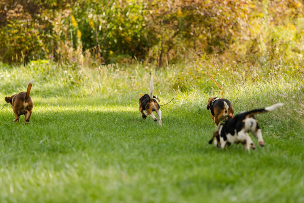 A pack of beagles running a cottontail rabbit on a summer day.