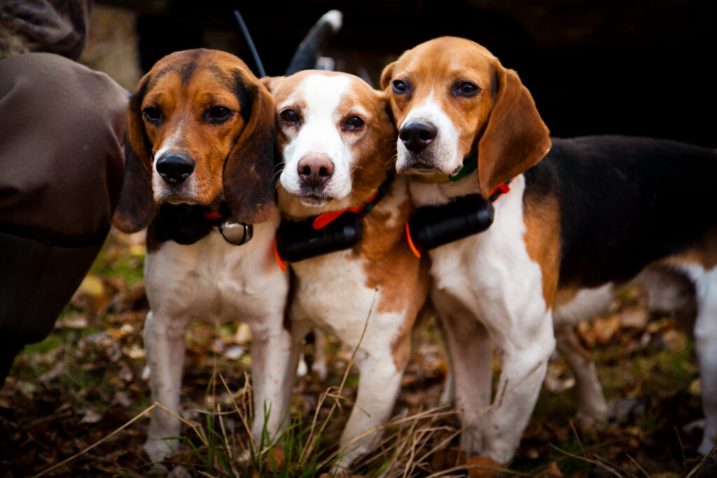 Three beagles with GPS collars.