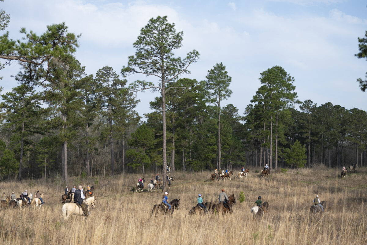 Bird dog field trial on horseback