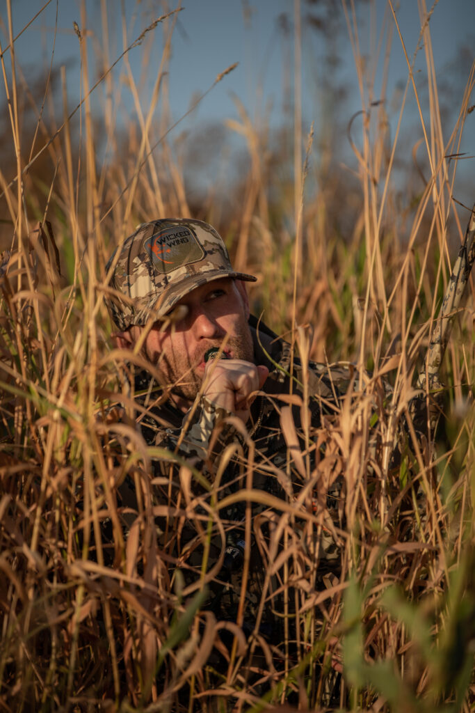 A duck hunter hiding in cattails blowing a duck call while duck hunting.