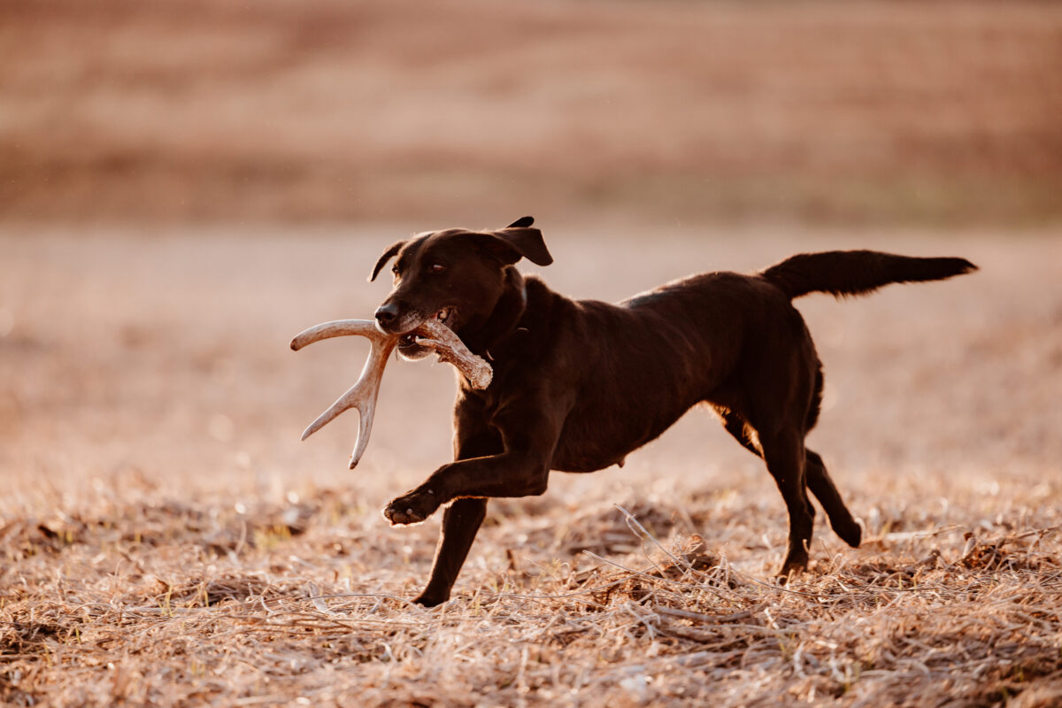 A black Lab running with a deer antler shed.