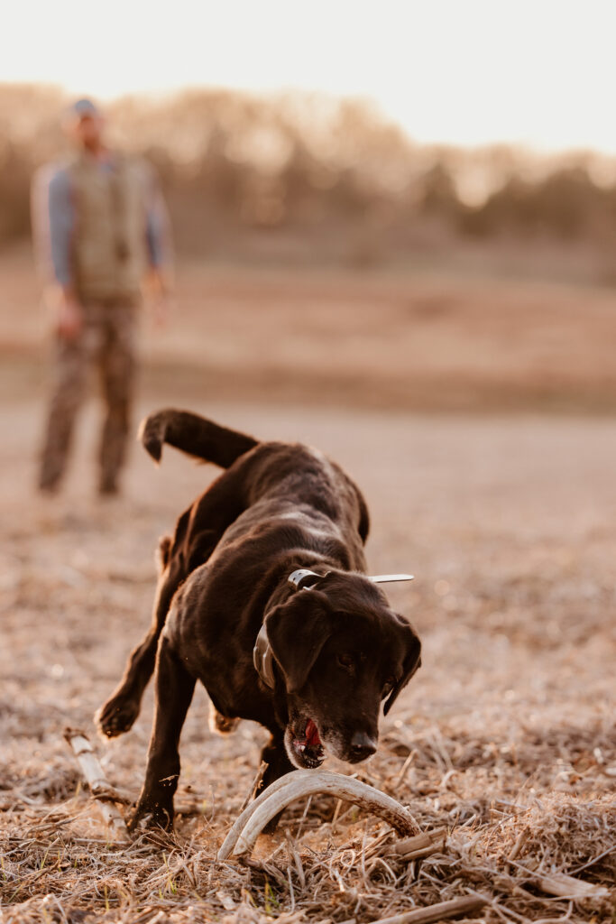 A black Labrador retriever grabbing onto a deer antler shed.