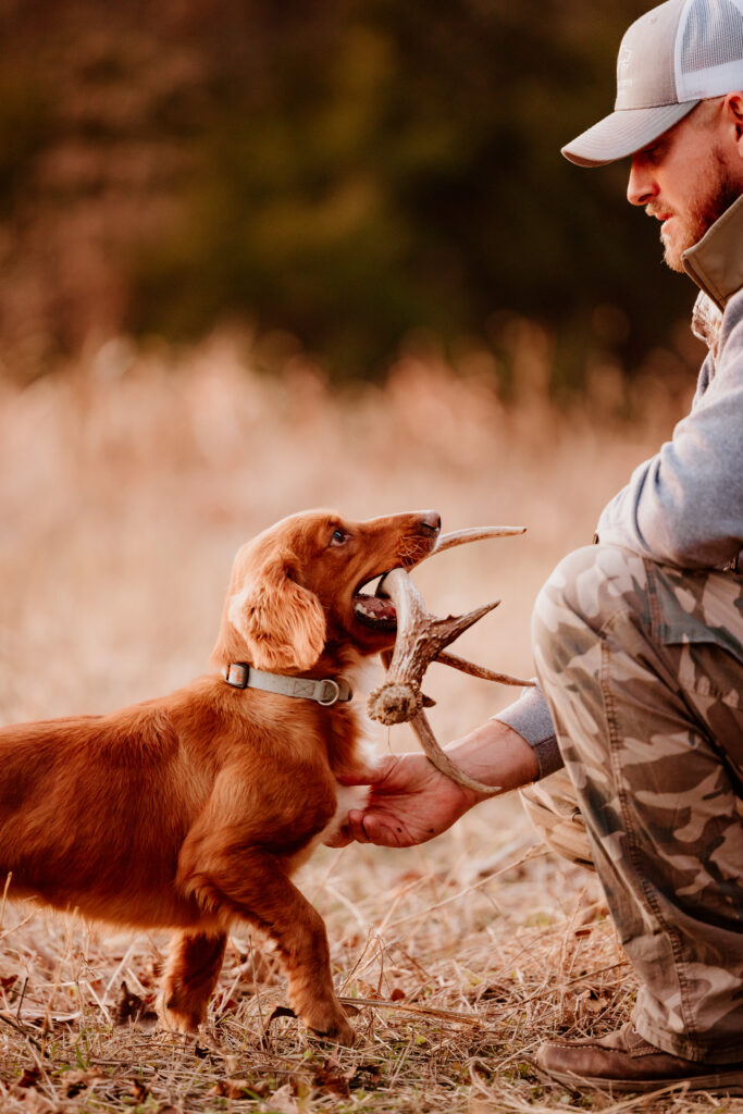 An English cocker spaniel hand delivering a shed antler to its dog trainer.