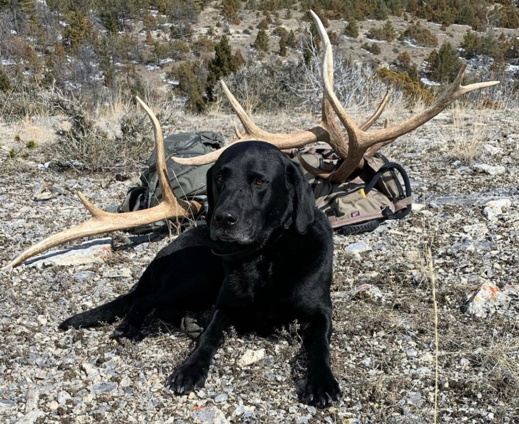 A black Labrador setting with a pile of antlers on a shed hunt.