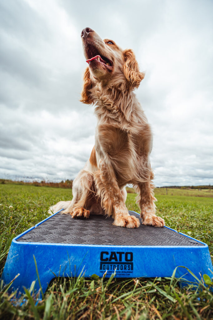 CATO OUTDOORS “CATO BOARD” DOG TRAINING PLATFORM