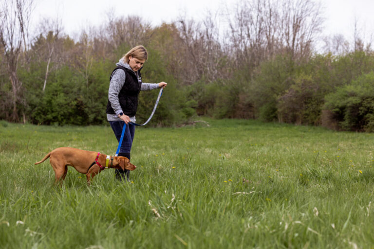Top Dog Training Supplies for 2026