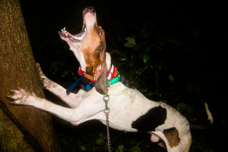 Hypothyroidism In Dogs