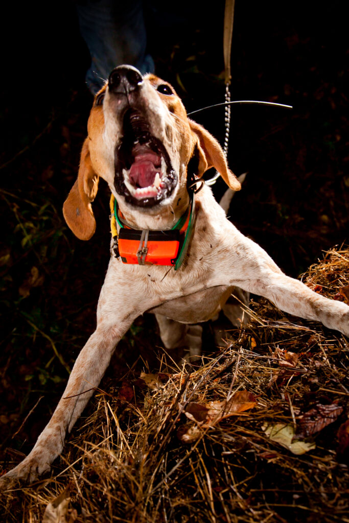 A Treeing Walker coonhound barking while hunting for raccoons in the woods in the dark.