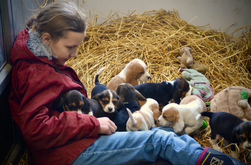 A young girl in a barn playing with beagle puppies.