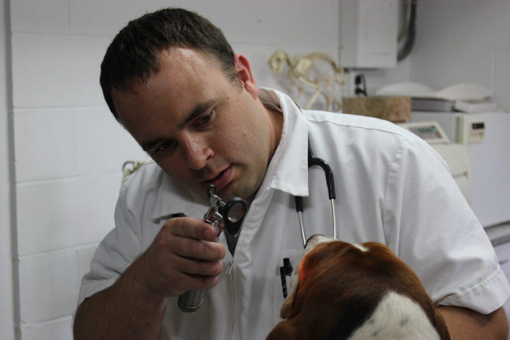 A veterinarian uses a scope to examine a beagle.