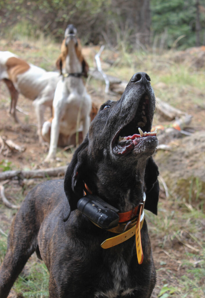 Hounds in the West treeing a mountain lion while hunting.