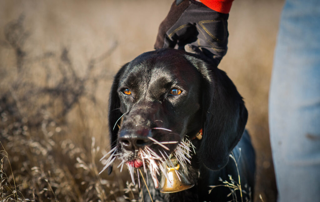 A dog with porcupine quills in its face.