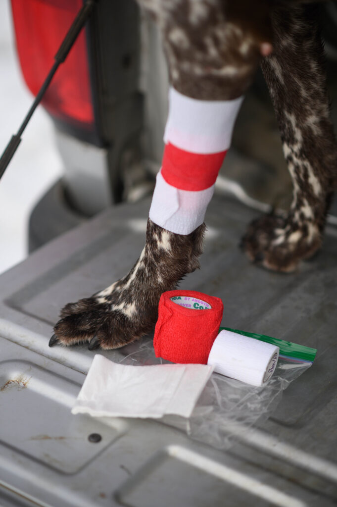A dog getting a bandage wrap around its leg.