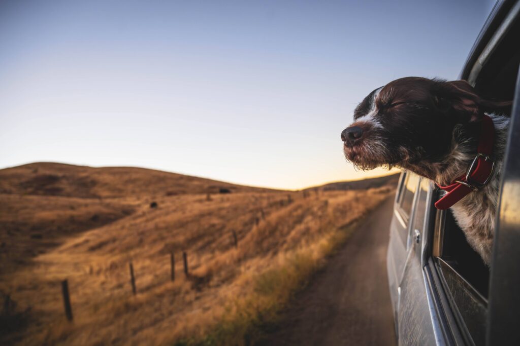 A dog sticking its head out the window of a car.