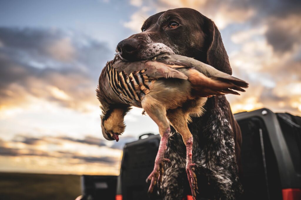 A dog holding a chukar partridge in its mouth after hunting.