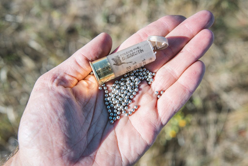 Shotgun shell bismuth pellets in a hand.